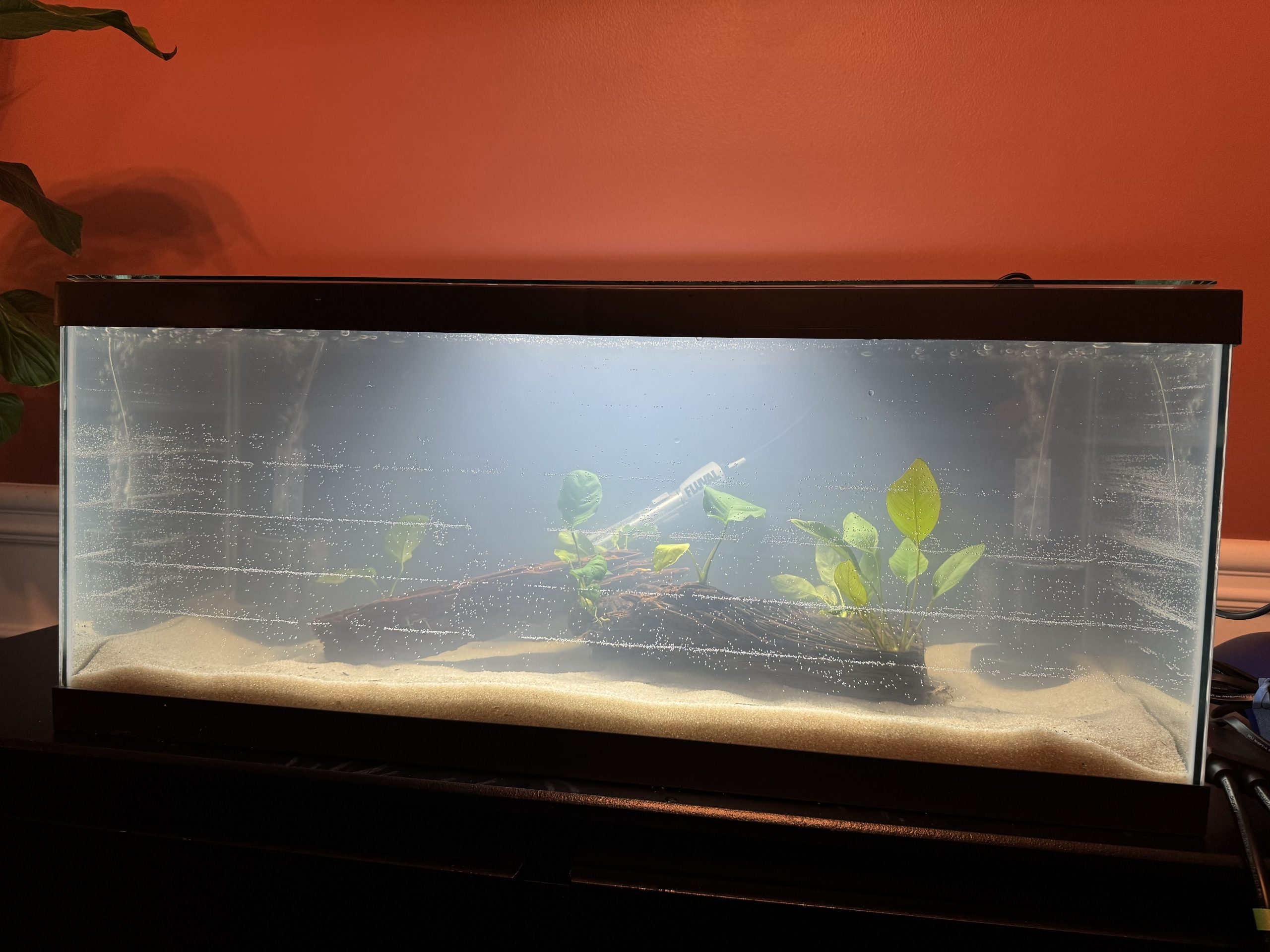 What’s Growing Around Here?